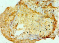Invitrogen AMHR2 Polyclonal Antibody 100 &mu;L; Unconjugated:Antibodies,
