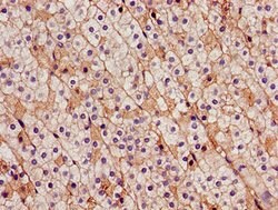 Invitrogen CDH18 Polyclonal Antibody 100 μg; Unconjugated:Antibodies,