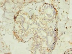Invitrogen FAM53B Polyclonal Antibody 100 &mu;g; Unconjugated:Antibodies,