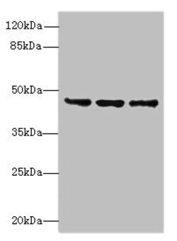 Invitrogen FAM53B Polyclonal Antibody 100 &mu;g; Unconjugated:Antibodies,