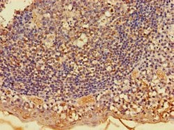 Invitrogen FKBP8 Polyclonal Antibody 100 &mu;g; Unconjugated:Antibodies,
