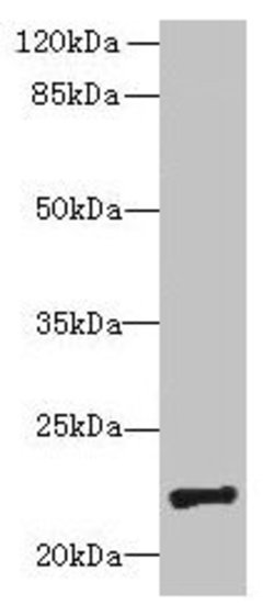 Invitrogen PIGH Polyclonal Antibody 100 &mu;g; Unconjugated:Antibodies,