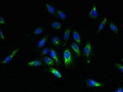 Invitrogen SPCS2 Polyclonal Antibody 100 μg; Unconjugated:Antibodies,