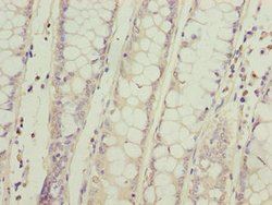 Invitrogen SPCS2 Polyclonal Antibody 100 μg; Unconjugated:Antibodies,