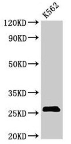 Invitrogen SPCS2 Polyclonal Antibody 100 μg; Unconjugated:Antibodies,