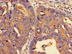 Invitrogen NMI Polyclonal Antibody 100 &mu;g; Unconjugated:Antibodies,