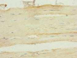 Invitrogen FHL3 Polyclonal Antibody 100 &mu;L; Unconjugated:Antibodies,