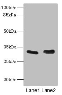 Invitrogen FHL3 Polyclonal Antibody 100 &mu;L; Unconjugated:Antibodies,