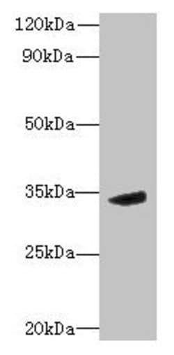 Invitrogen MPPED2 Polyclonal Antibody 100 &mu;g; Unconjugated:Antibodies,