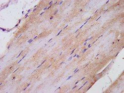 Invitrogen TNIP1 Polyclonal Antibody 100 &mu;g; Unconjugated:Antibodies,