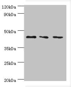 CHI3L2 Polyclonal Antibody:Antibodies, Polyclonal