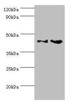 Invitrogen CHI3L2 Polyclonal Antibody 100 &mu;L; Unconjugated:Antibodies,