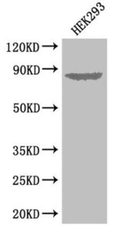 Invitrogen EXT1 Polyclonal Antibody 100 &mu;g; Unconjugated:Antibodies,
