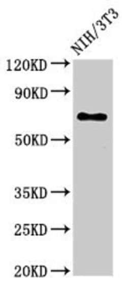 Invitrogen ZMYND11 Polyclonal Antibody 100 &mu;g; Unconjugated:Antibodies,