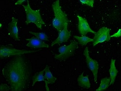 Invitrogen Laminin alpha-4 Polyclonal Antibody 100 &mu;L; Unconjugated:Antibodies,