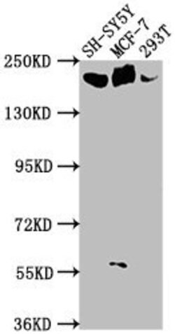 Invitrogen Laminin alpha-4 Polyclonal Antibody 100 &mu;L; Unconjugated:Antibodies,