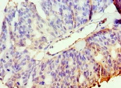 Invitrogen PAK2 Polyclonal Antibody 100 &mu;L; Unconjugated:Antibodies,
