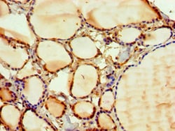 Invitrogen PAK2 Polyclonal Antibody 100 &mu;L; Unconjugated:Antibodies,