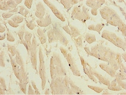 Invitrogen KLF9 Polyclonal Antibody 100 &mu;L; Unconjugated:Antibodies,