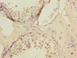 Invitrogen KLF9 Polyclonal Antibody 100 &mu;L; Unconjugated:Antibodies,