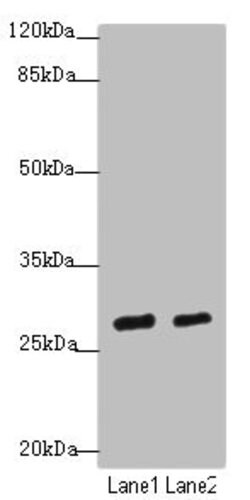 Invitrogen KLF9 Polyclonal Antibody 100 &mu;L; Unconjugated:Antibodies,