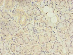 Invitrogen CENTB1 Polyclonal Antibody 100 &mu;g; Unconjugated:Antibodies,