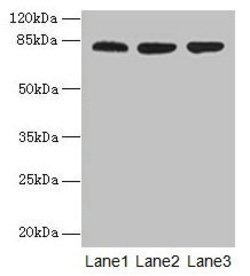 Invitrogen CENTB1 Polyclonal Antibody 100 &mu;g; Unconjugated:Antibodies,