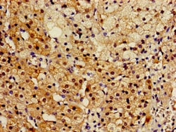 Invitrogen RGN Polyclonal Antibody 100 &mu;g; Unconjugated:Antibodies,