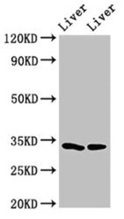 Invitrogen RGN Polyclonal Antibody 100 &mu;g; Unconjugated:Antibodies,