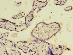 Invitrogen E2F2 Polyclonal Antibody 100 &mu;g; Unconjugated:Antibodies,