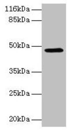 Invitrogen E2F2 Polyclonal Antibody 100 &mu;g; Unconjugated:Antibodies,