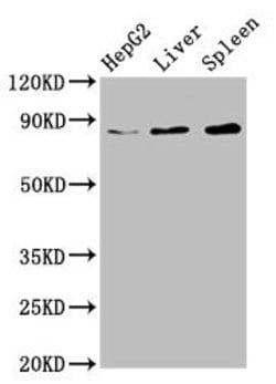 Invitrogen NSUN2 Polyclonal Antibody 100 &mu;g; Unconjugated:Antibodies,