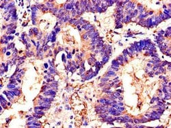 Invitrogen SWI5 Polyclonal Antibody 100 &mu;g; Unconjugated:Antibodies,