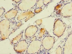 Invitrogen SLC4A8 Polyclonal Antibody 100 &mu;g; Unconjugated:Antibodies,