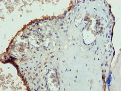 Invitrogen PGS1 Polyclonal Antibody 100 μg; Unconjugated:Antibodies,