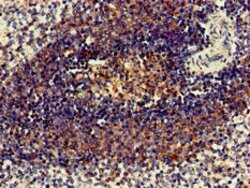 Invitrogen C1orf177 Polyclonal Antibody 100 &mu;g | Buy Online | Invitrogen&trade; | Fisher Scientific