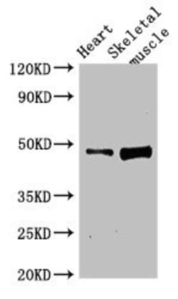 Invitrogen C1orf177 Polyclonal Antibody 100 &mu;g | Buy Online | Invitrogen&trade; | Fisher Scientific