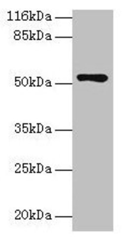 Invitrogen CCDC14 Polyclonal Antibody 100 &mu;g; Unconjugated:Antibodies,