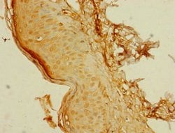 Invitrogen C8orf34 Polyclonal Antibody 100 &mu;g; Unconjugated:Antibodies,