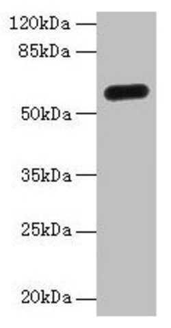Invitrogen C8orf34 Polyclonal Antibody 100 &mu;g; Unconjugated:Antibodies,