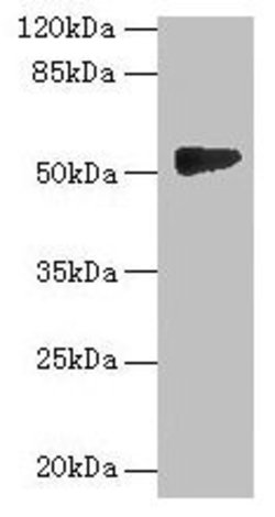 Invitrogen GTDC1 Polyclonal Antibody 100 &mu;g; Unconjugated:Antibodies,