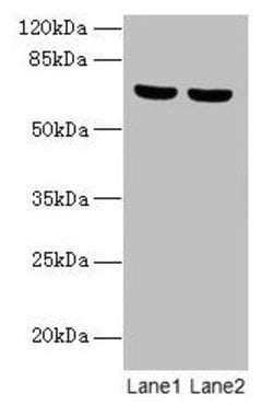 Invitrogen SYTL3 Polyclonal Antibody 100 &mu;g | Buy Online | Invitrogen&trade; | Fisher Scientific