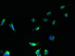 Invitrogen HSD17B12 Polyclonal Antibody 100 μg; Unconjugated:Antibodies,
