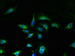 Invitrogen UNC50 Polyclonal Antibody 100 &mu;g; Unconjugated:Antibodies,