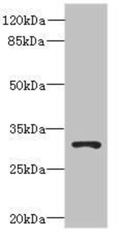 Invitrogen UNC50 Polyclonal Antibody 100 &mu;g; Unconjugated:Antibodies,