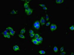 Invitrogen YIF1B Polyclonal Antibody 100 &mu;g; Unconjugated:Antibodies,