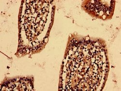 Invitrogen YIF1B Polyclonal Antibody 100 &mu;g; Unconjugated:Antibodies,