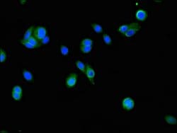 Invitrogen FSIP2 Polyclonal Antibody 100 &mu;g; Unconjugated:Antibodies,