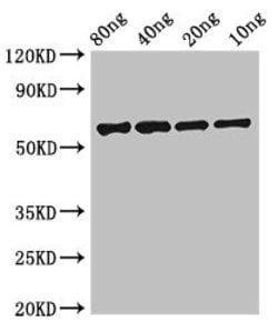 Invitrogen FSIP2 Polyclonal Antibody 100 &mu;g; Unconjugated:Antibodies,
