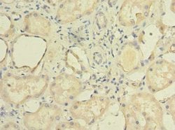 Invitrogen TCTE1 Polyclonal Antibody 100 &mu;g; Unconjugated:Antibodies,
